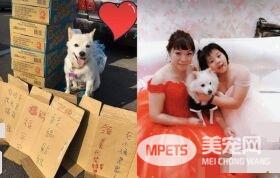 爱就是不离不弃 流浪狗跟新娘一起嫁出去了