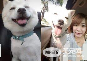 爱就是不离不弃 流浪狗跟新娘一起嫁出去了