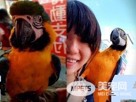 儿子生日送他一份小惊喜 立刻派出爱鸟护送到教室