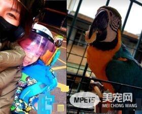 儿子生日送他一份小惊喜 立刻派出爱鸟护送到教室