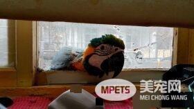 儿子生日送他一份小惊喜 立刻派出爱鸟护送到教室