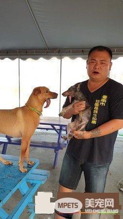 浪汪下颚断裂腐烂 连吃进一颗饲料都是难事