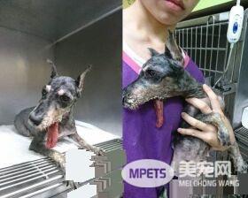 浪汪下颚断裂腐烂 连吃进一颗饲料都是难事