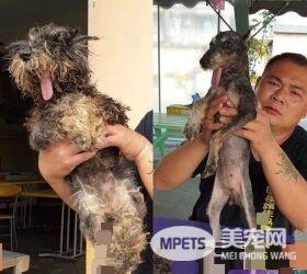 浪汪下颚断裂腐烂 连吃进一颗饲料都是难事