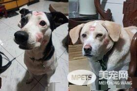 黑汪遭退养3次 重新回到主人身边备受疼爱