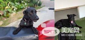 黑汪遭退养3次 重新回到主人身边备受疼爱