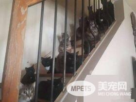 妇人因缺乏结扎的观念 整间房被120只猫咪淹没