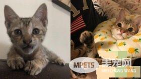 浪喵没有特别训练 竟然就自己学会玩123木头人