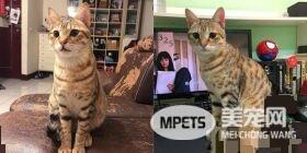 浪喵没有特别训练 竟然就自己学会玩123木头人