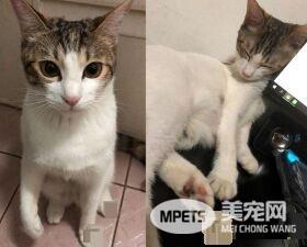 猫咪察觉爷爷有异 反常尖叫让爷爷黄金时期获抢救