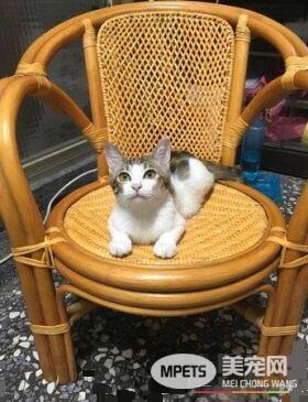 猫咪察觉爷爷有异 反常尖叫让爷爷黄金时期获抢救