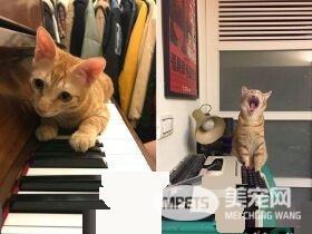 萌喵从小有吃奶嘴习惯 睡觉前抱尾巴吸吮到毛湿