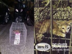 萌喵从小有吃奶嘴习惯 睡觉前抱尾巴吸吮到毛湿