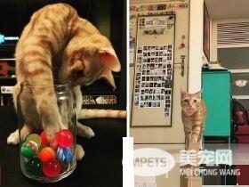 萌喵从小有吃奶嘴习惯 睡觉前抱尾巴吸吮到毛湿