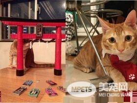 萌喵从小有吃奶嘴习惯 睡觉前抱尾巴吸吮到毛湿