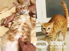 萌喵从小有吃奶嘴习惯 睡觉前抱尾巴吸吮到毛湿