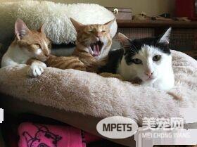 萌喵从小有吃奶嘴习惯 睡觉前抱尾巴吸吮到毛湿