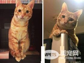 萌喵从小有吃奶嘴习惯 睡觉前抱尾巴吸吮到毛湿