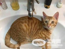 萌喵从小有吃奶嘴习惯 睡觉前抱尾巴吸吮到毛湿