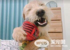精明汪叼钥匙暗示出去玩 爸爸后悔教会这招