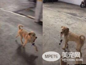 精明汪叼钥匙暗示出去玩 爸爸后悔教会这招