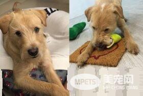 精明汪叼钥匙暗示出去玩 爸爸后悔教会这招