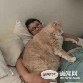 爱猫情侣想收养第三只猫 意外被一只橘喵吉拉吸引