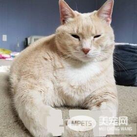 爱猫情侣想收养第三只猫 意外被一只橘喵吉拉吸引