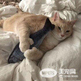 爱猫情侣想收养第三只猫 意外被一只橘喵吉拉吸引