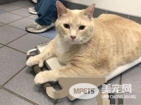 爱猫情侣想收养第三只猫 意外被一只橘喵吉拉吸引