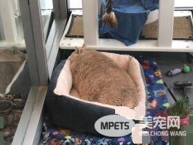 爱猫情侣想收养第三只猫 意外被一只橘喵吉拉吸引