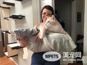 爱猫情侣想收养第三只猫 意外被一只橘喵吉拉吸引