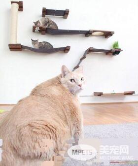 爱猫情侣想收养第三只猫 意外被一只橘喵吉拉吸引