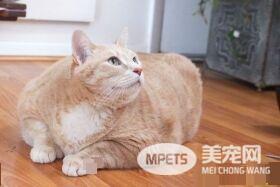爱猫情侣想收养第三只猫 意外被一只橘喵吉拉吸引