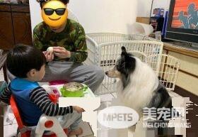 暖汪发现弟弟被罚站 便情义相挺地进去陪伴