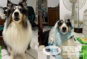 暖汪发现弟弟被罚站 便情义相挺地进去陪伴