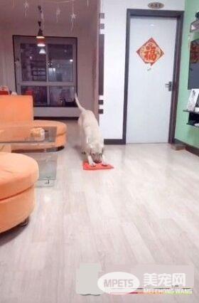 拉拉见马麻辛苦做家事 超暖叼走抹布摇尾拖地板