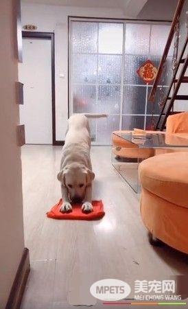 拉拉见马麻辛苦做家事 超暖叼走抹布摇尾拖地板