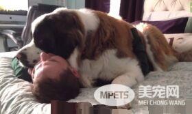 爱撒娇的圣伯纳汪 把拔任命接受甜蜜的负担