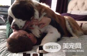 爱撒娇的圣伯纳汪 把拔任命接受甜蜜的负担