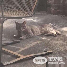 邻家猫咪时常跑院子里 只为等待狗狗好友的出现