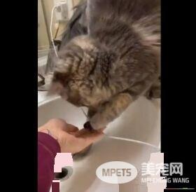 养猫千日用在一时 猫咪手伸水孔帮马麻勾出戒指
