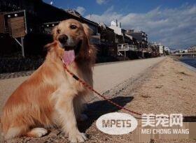 主人搬家狗窝被拆解 阿金看到窝被拆一脸奥堵堵