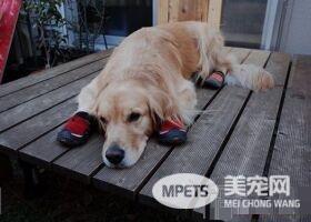 主人搬家狗窝被拆解 阿金看到窝被拆一脸奥堵堵