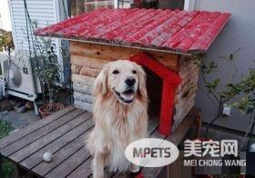 主人搬家狗窝被拆解 阿金看到窝被拆一脸奥堵堵