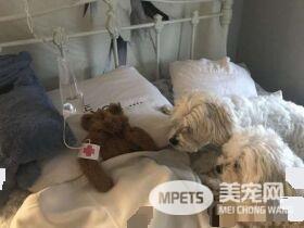 玩偶熊被大雪冻整晚 搞怪把拔帮吊点滴抢救
