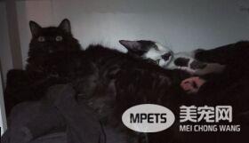 猫咪兄弟档感情超好 放弃猫搭台也要窝一起
