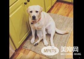 只要有它在就没有隐私 拉布拉多全面监视妈妈