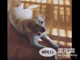 只要有它在就没有隐私 拉布拉多全面监视妈妈