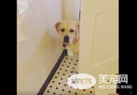 只要有它在就没有隐私 拉布拉多全面监视妈妈